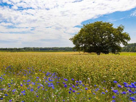 Camping de Kleine Wereld - Camping Ommen