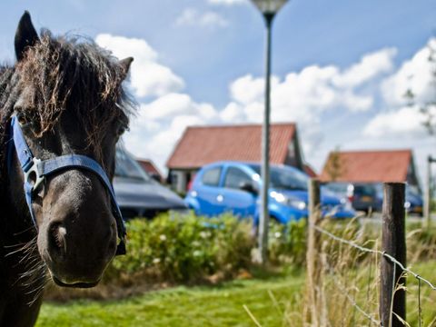 Oosterscheldepark de Stelhoeve - Camping Kapelle - Image N°4