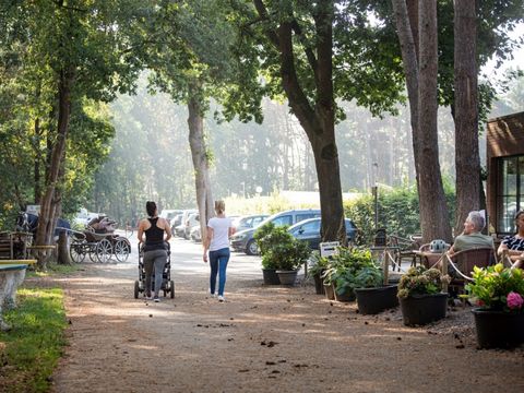 Camping Zavelbos - Camping Limburg Belge - Image N°3