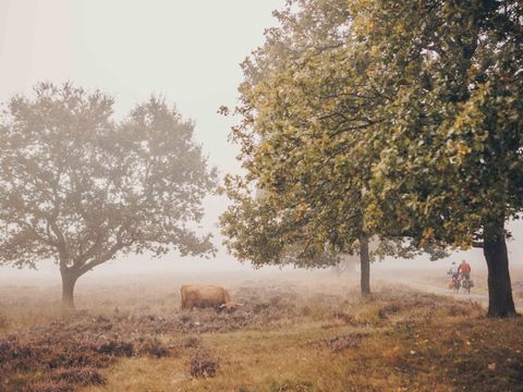 Landgoed Het Grote Zand - Camping Midden-Drenthe - Image N°19