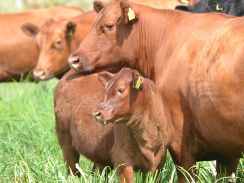 Erve Woolderink - Camping Wierden - Image N°5