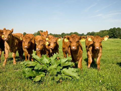 Erve Woolderink - Camping Wierden - Image N°3