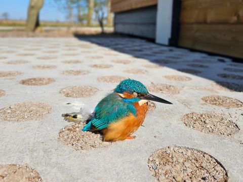 Vakantiepark Ljeppershiem - Camping Noardeast-fryslân - Image N°13
