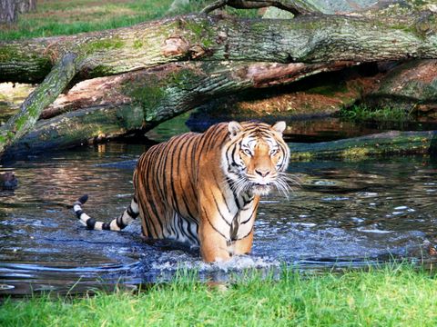 Serengeti Park - Camping Basse-saxe - Image N°11