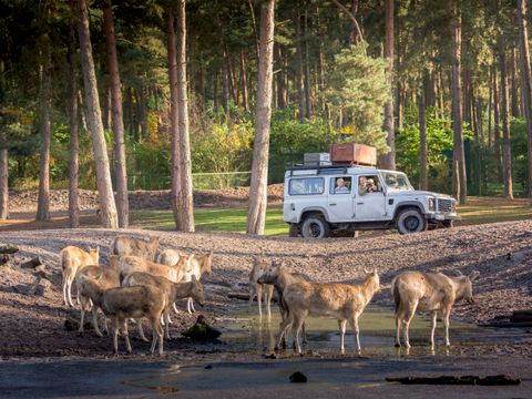 Serengeti Park - Camping Basse-saxe - Image N°8
