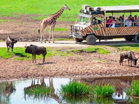 Serengeti Park - Camping Basse-saxe - Image N°9