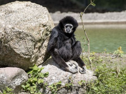 Serengeti Park - Camping Basse-saxe - Image N°15
