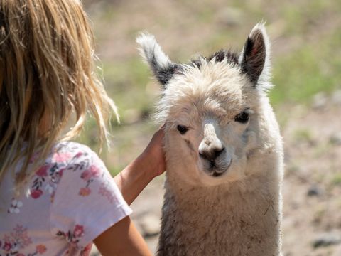 Serengeti Park - Camping Basse-saxe - Image N°16