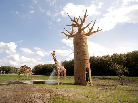 Serengeti Park - Camping Basse-saxe - Image N°14