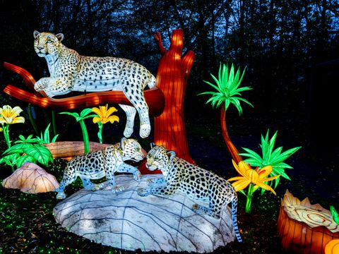 Serengeti Park - Camping Basse-saxe - Image N°17