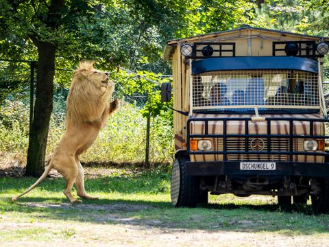 Serengeti Park - Camping Basse-saxe