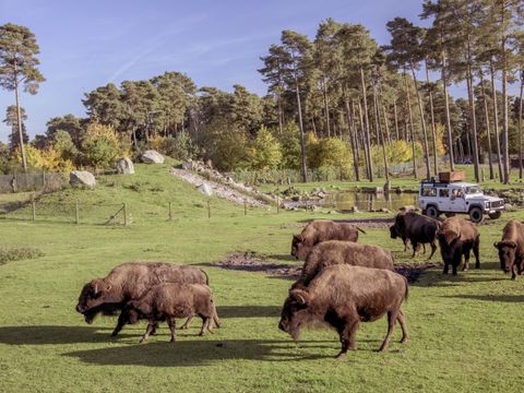 Serengeti Park - Camping Basse-saxe - Image N°13