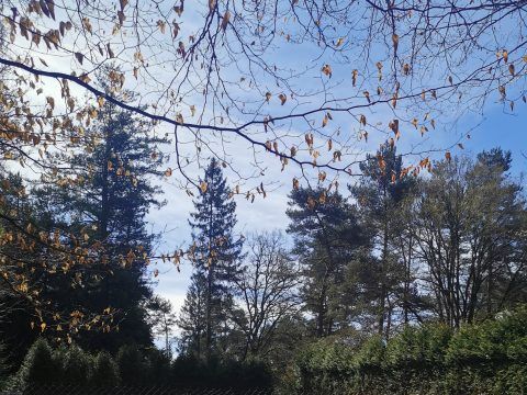 Camping Les Sapins de Corrèze - Camping Corrèze