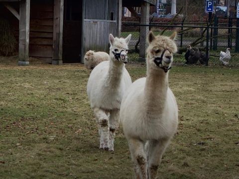 De Leughte Resort Renswoude - Camping Renswoude - Image N°3