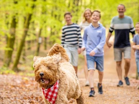 Ardennen Camping Bertrix - Camping Luxembourg - Image N°3