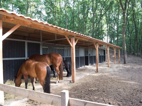 Vakantiepark Sandberghe - Camping Uden - Image N°9