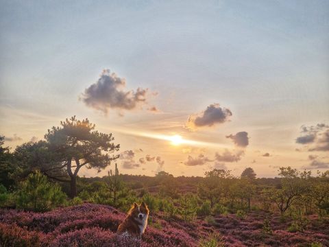 WestCord Aparthotel Boschrijck - Camping Terschelling - Image N°3
