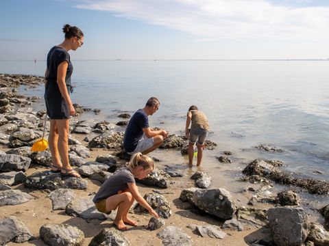Camping Scheldeoord - Camping Borsele - Image N°33