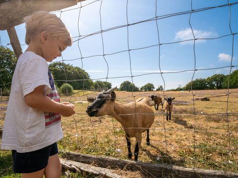 Camping Les Brillas - Camping Loire-Atlantique