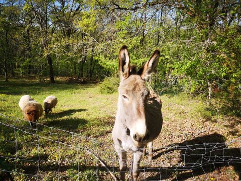 Camping La Fage - Camping Dordogne