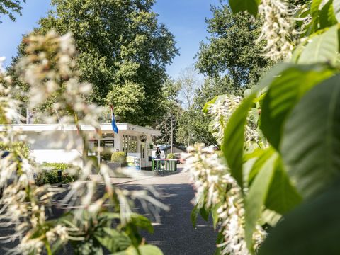 Vakantiepark de Bergen - Camping Sint Anthonis - Image N°4