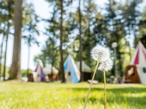 Vakantiepark de Bergen - Camping Sint Anthonis - Image N°42