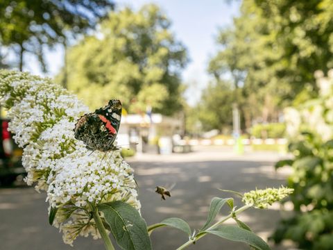 Vakantiepark de Bergen - Camping Sint Anthonis - Image N°28