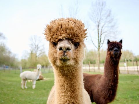 Camping 't Geuldal - Camping Valkenburg an der Geul