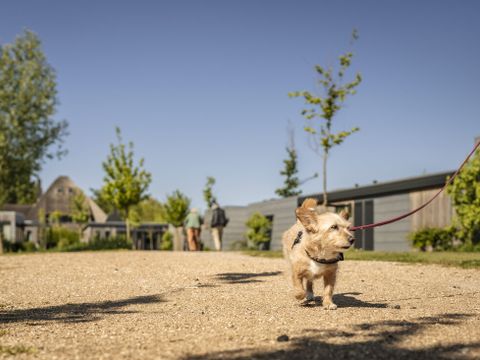Landal Park Wijdenes - Camping Drechterland - Image N°5