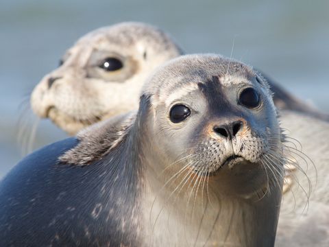 Landal Strandpark Duynhille - Camping Goeree-Overflakkee