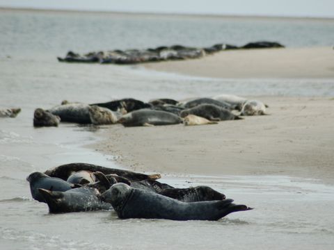 Landal Kustpark Texel - Camping Texel
