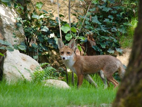 Center Parcs Le Bois aux Daims - Camping Vienne - Image N°15
