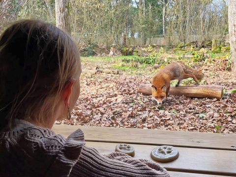 Center Parcs Le Bois aux Daims - Camping Vienne - Image N°43