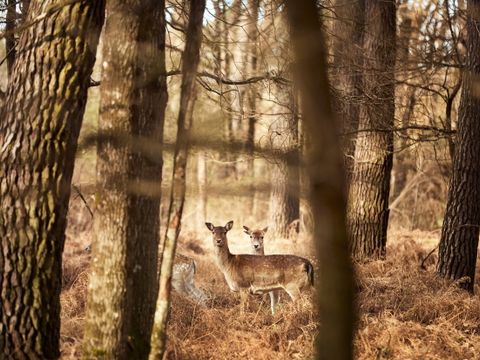 Center Parcs Le Bois aux Daims - Camping Vienne - Image N°58
