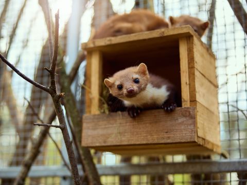 Center Parcs Le Bois aux Daims - Camping Vienne