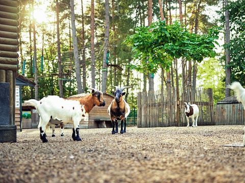 Center Parcs Les Hauts de Bruyères - Camping Loir-et-Cher