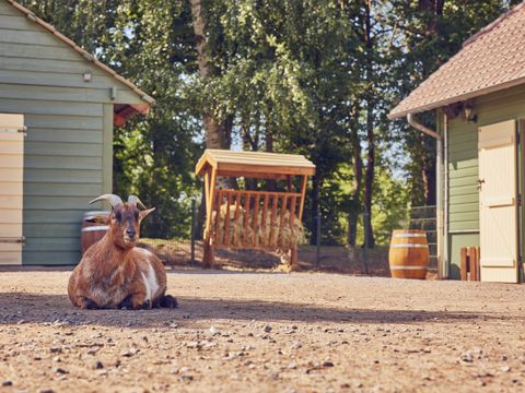 Center Parcs Le Lac d'Ailette - Camping Aisne - Image N°37
