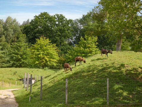Center Parcs Le Lac d'Ailette - Camping Aisne - Image N°70