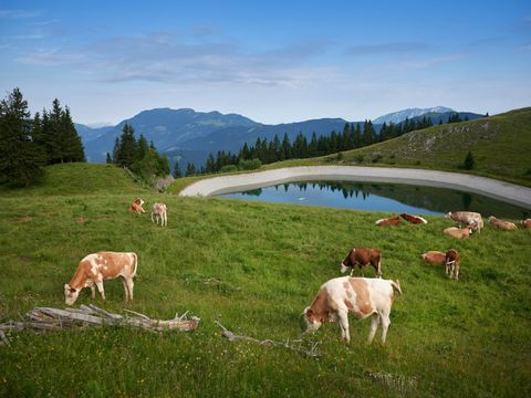 Forest Camping Mozirje - Camping Slovenie