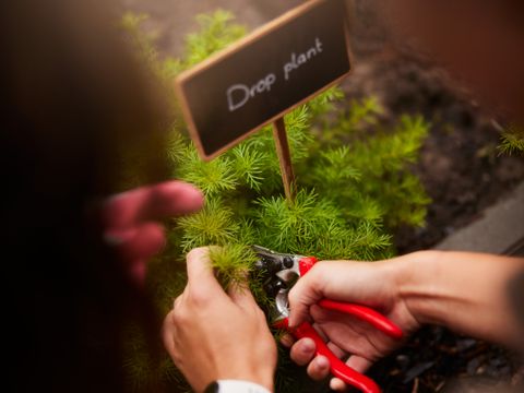 Center Parcs Het Meerdal - Camping Horst an der Maas