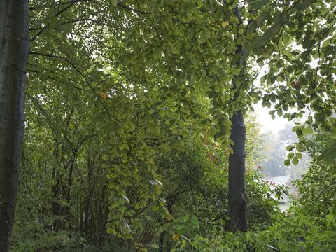 Bungalowpark Schuttersoord - Camping Mook en Middelaar - Image N°5