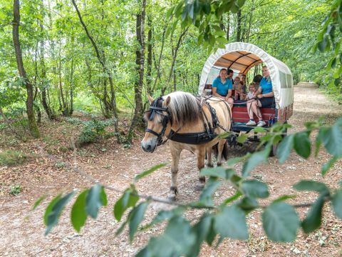 Landal Het Land van Bartje - Camping Borger-Odoorn - Image N°5