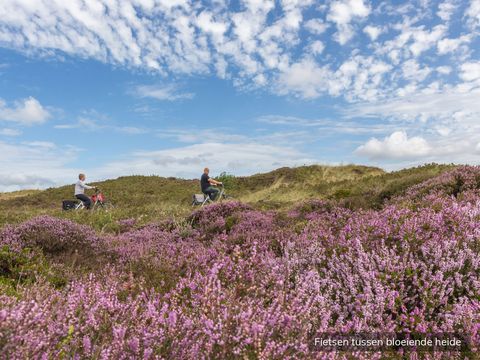 Vakantiepark De Krim Texel - Camping Texel - Image N°33