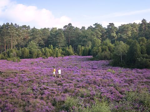 Center Parcs Bispinger Heide - Camping Basse-saxe