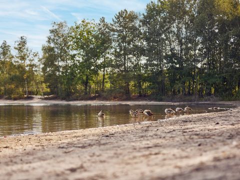 Center Parcs De Kempervennen - Camping Bergeijk - Image N°42