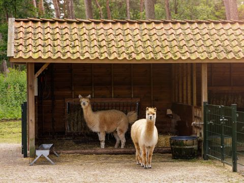 Center Parcs De Kempervennen - Camping Bergeijk - Image N°3