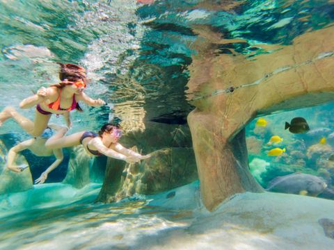 Center Parcs De Vossemeren - Camping Limburg Belge - Image N°4