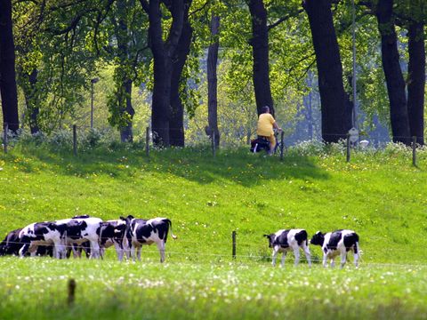 Buitenplaats Gerner - Camping Dalfsen - Image N°21