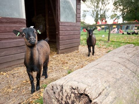 Vakantiepark Het Grootslag - Camping Hollands Kroon