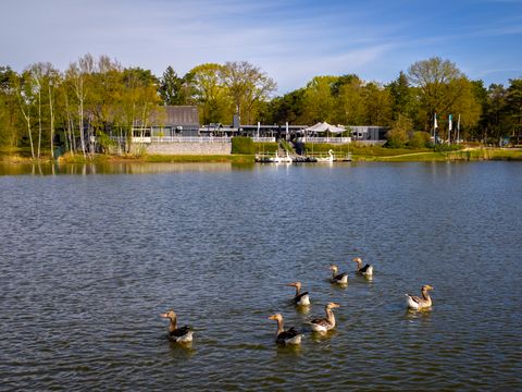 Landal Bospark 't Wolfsven - Camping Geldrop-Mierlo - Image N°5